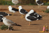 1cy fuscus in August, ringed in Finland. (81365 bytes)
